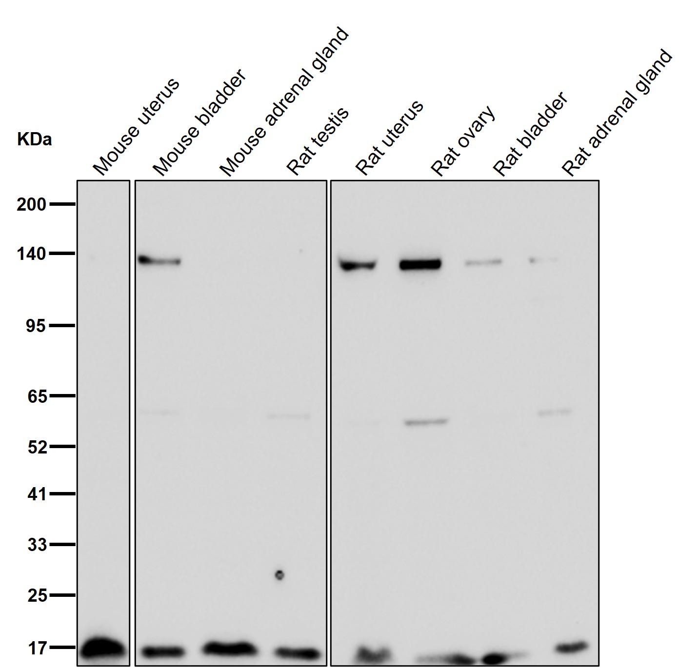 Histone H3.3C Ab