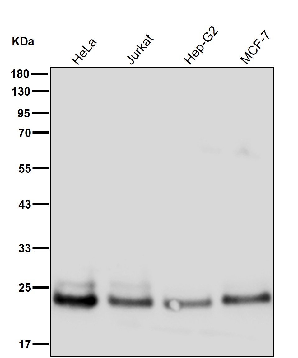 Proteasome 20S beta 6 Ab