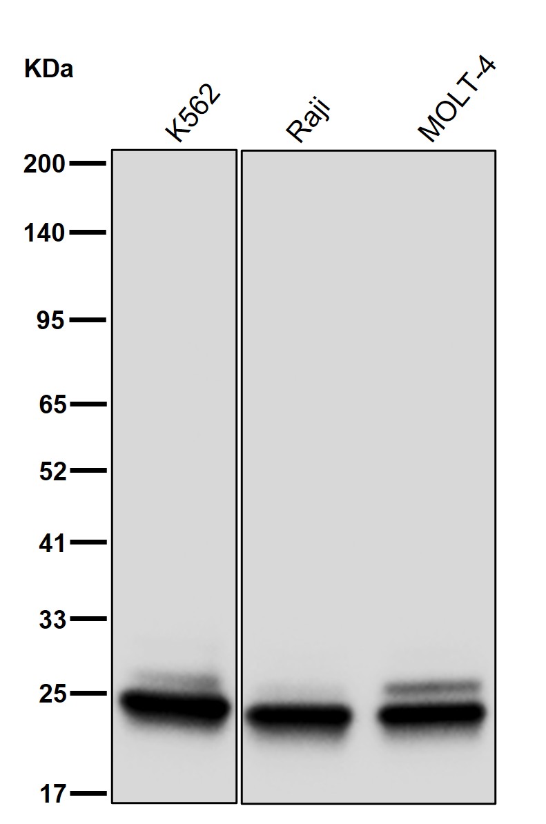 Proteasome 20S beta 6 Ab