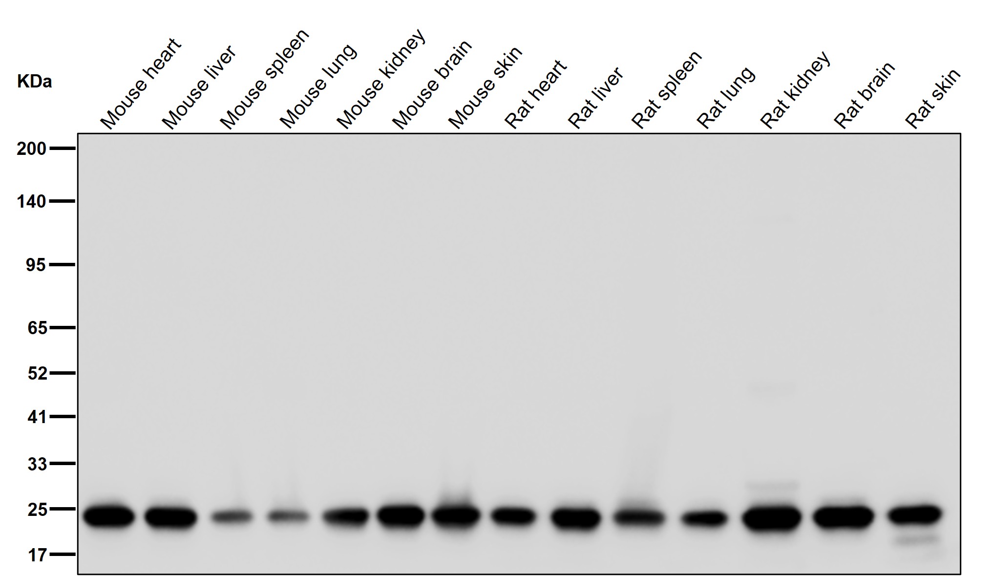 Proteasome 20S beta 6 Ab