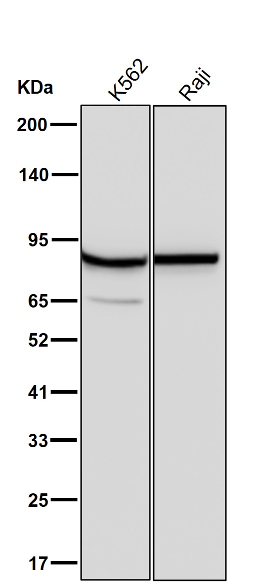 COG4 Ab