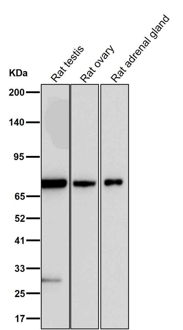ZNF175 Ab
