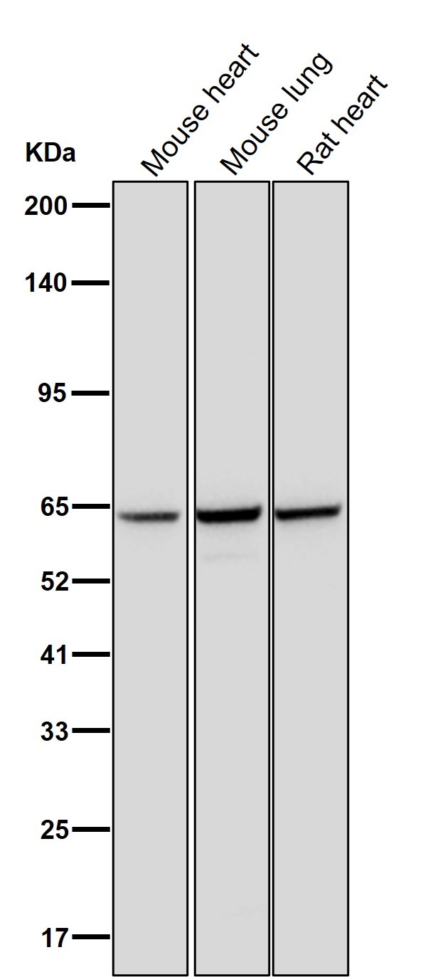 EHD2 Ab