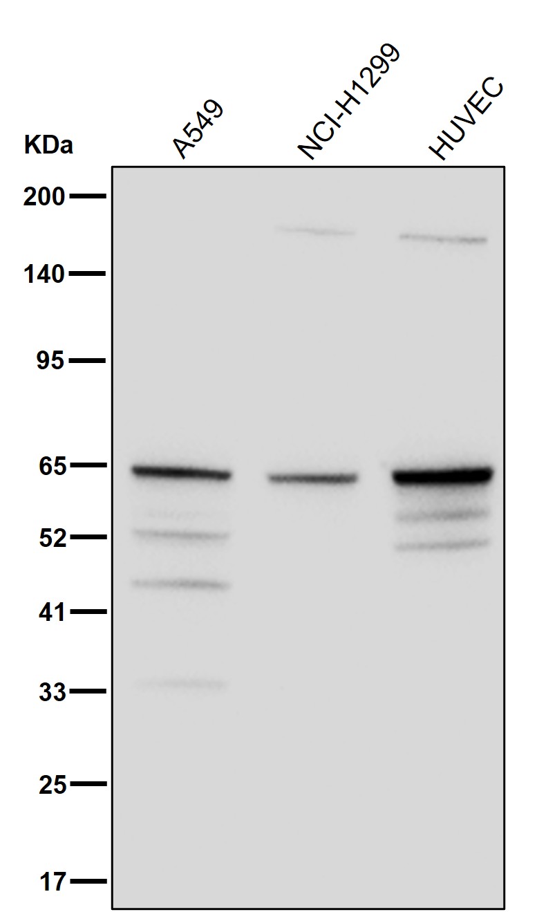 EHD2 Ab