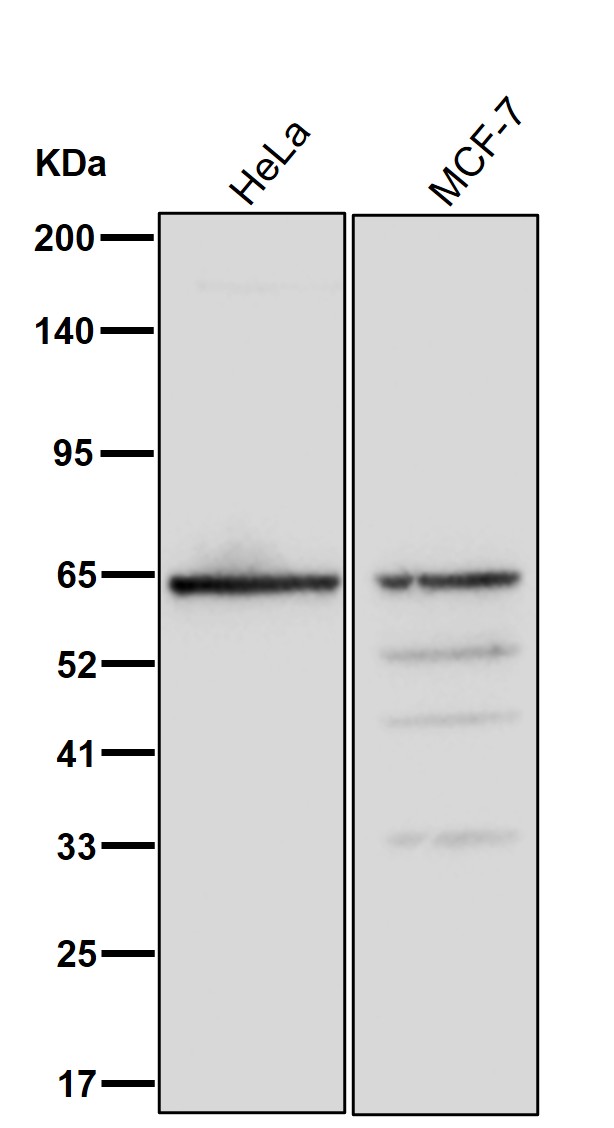 EHD2 Ab