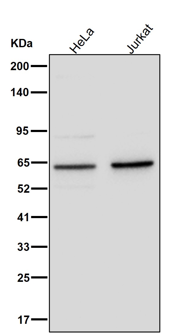 HDAC1 Ab