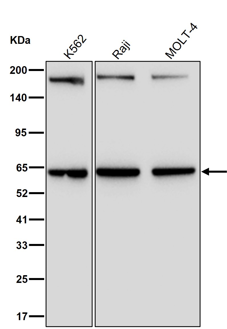 HDAC1 Ab