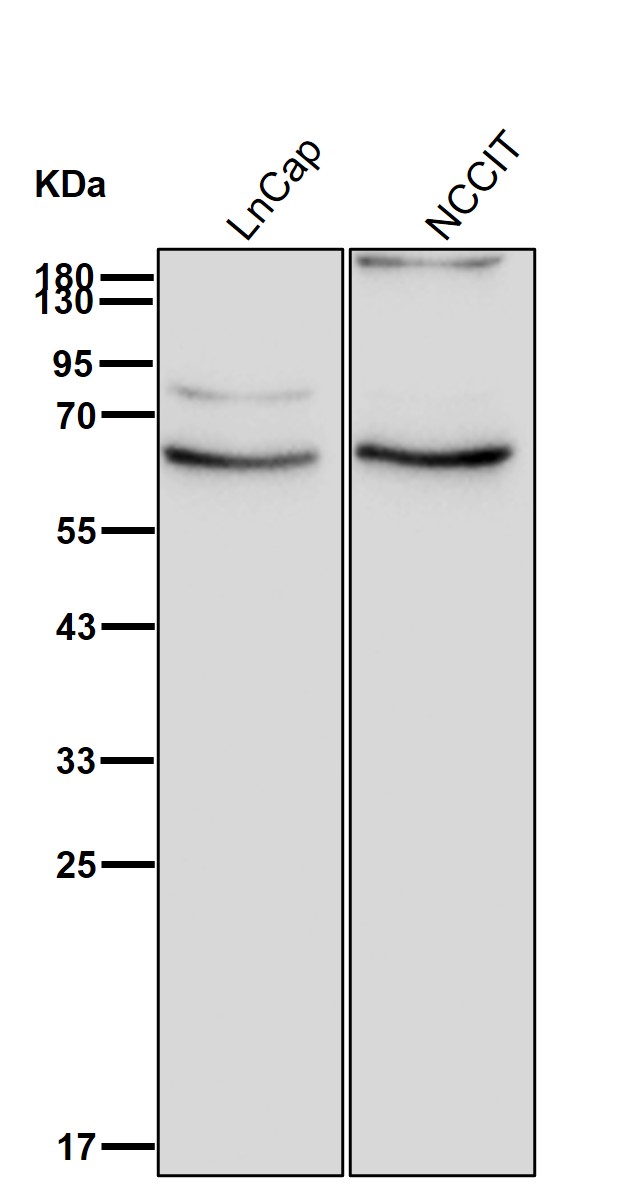 HDAC1 Ab