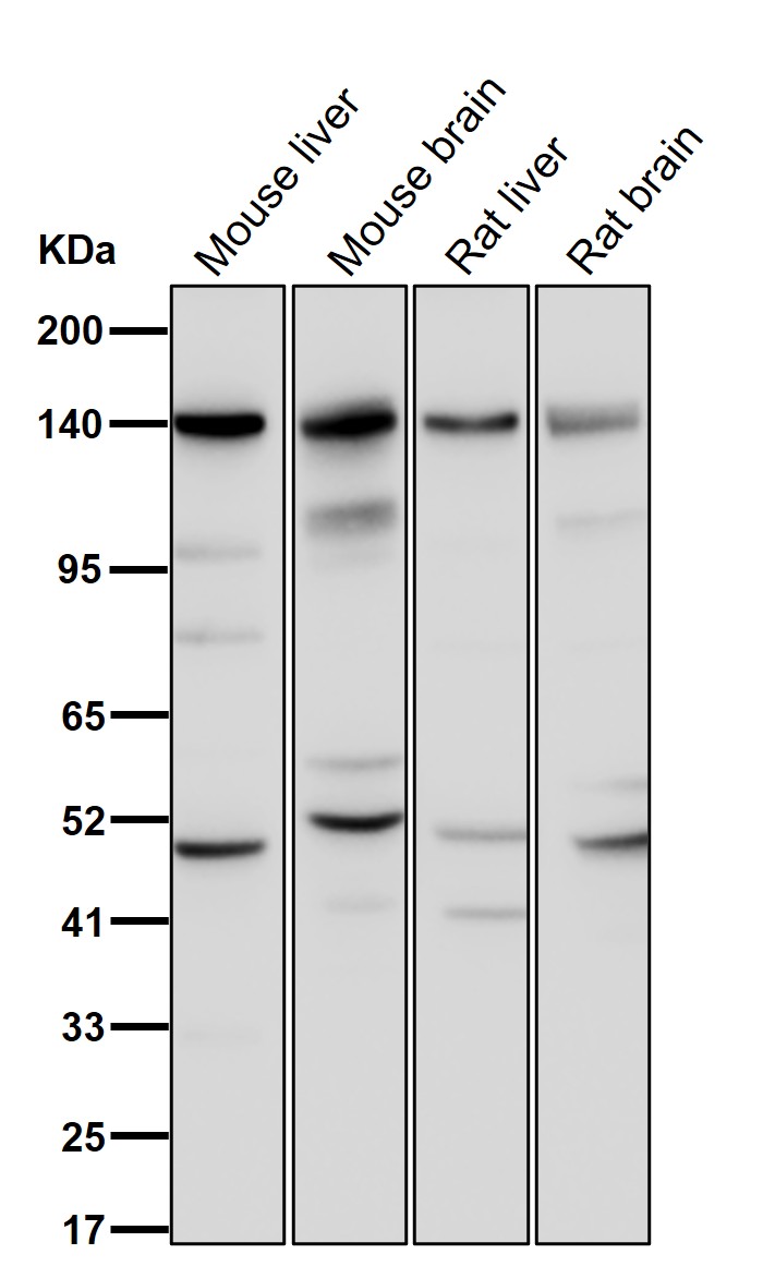 Laminin beta 3 Ab