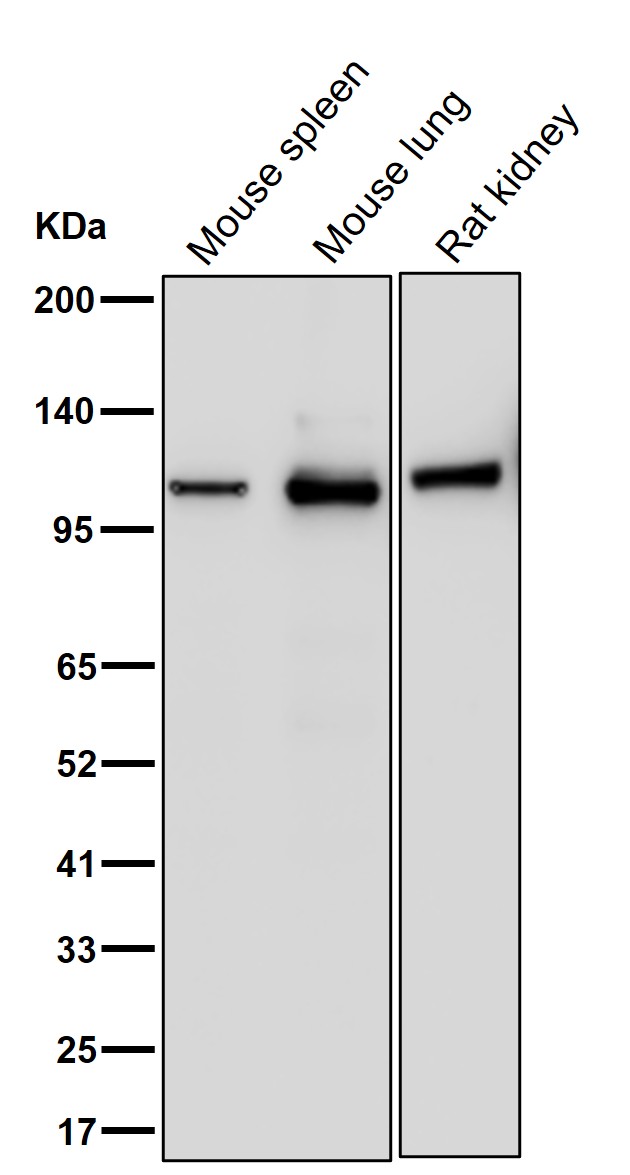 CARD6 Ab