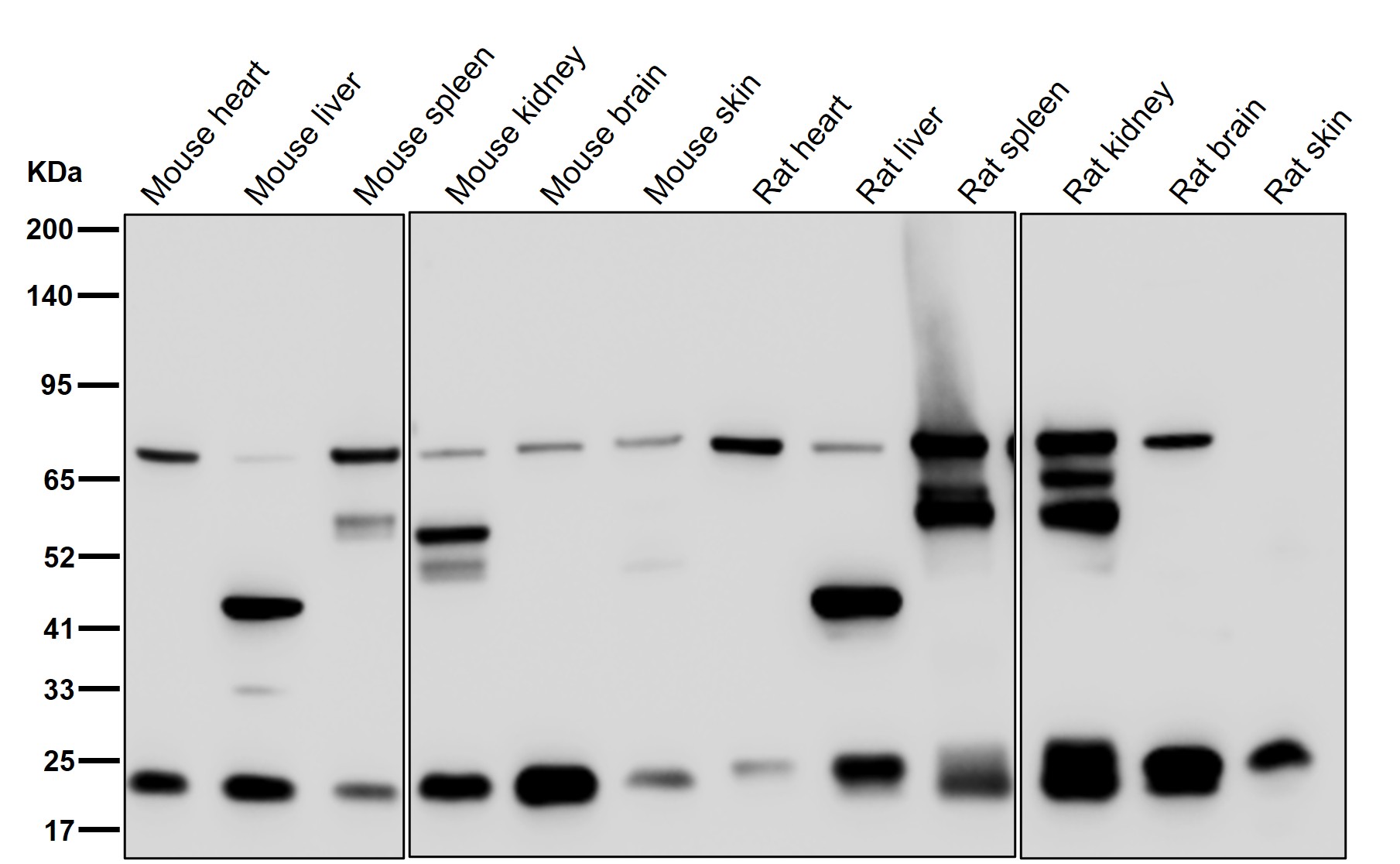 ITPase Ab