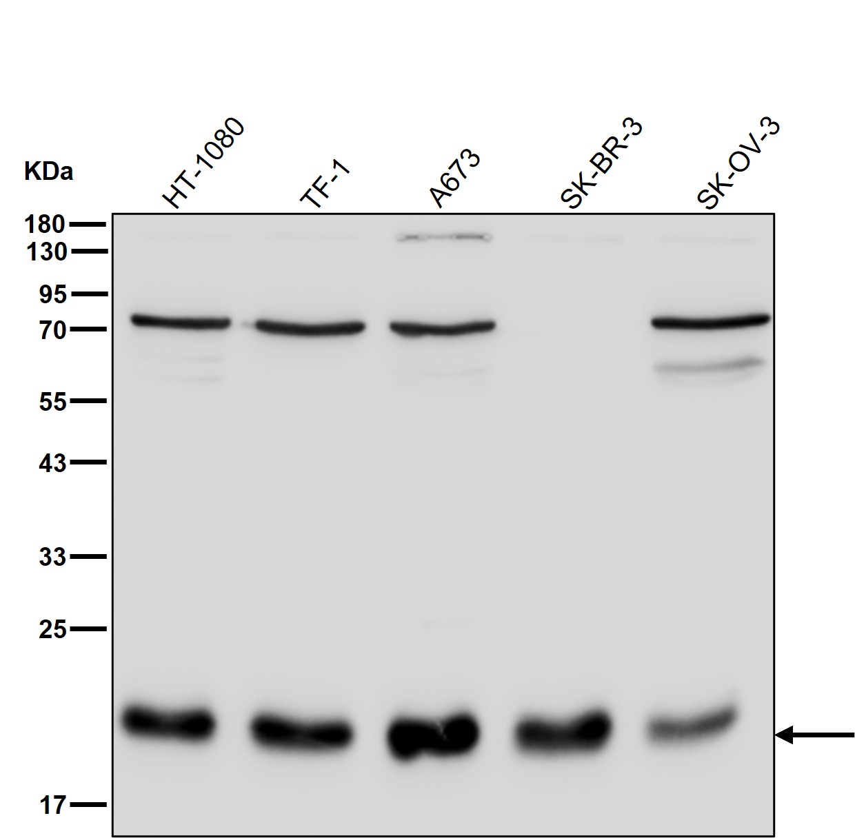 ITPase Ab