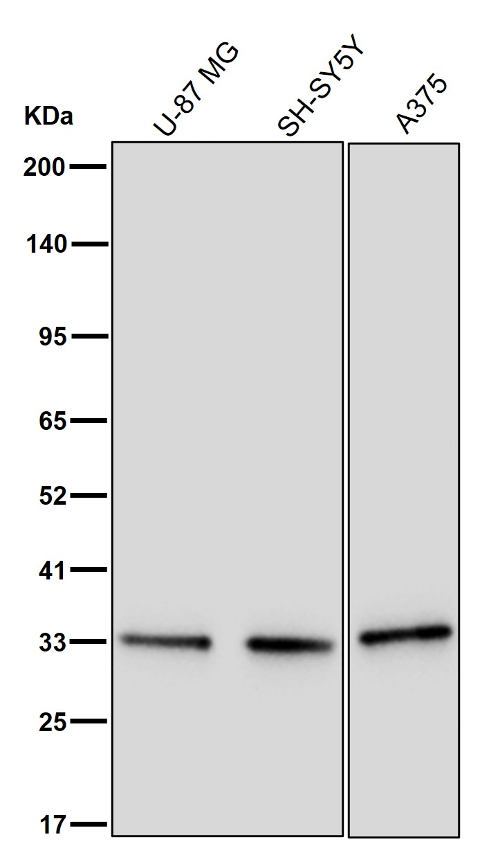DNAJC9 Ab