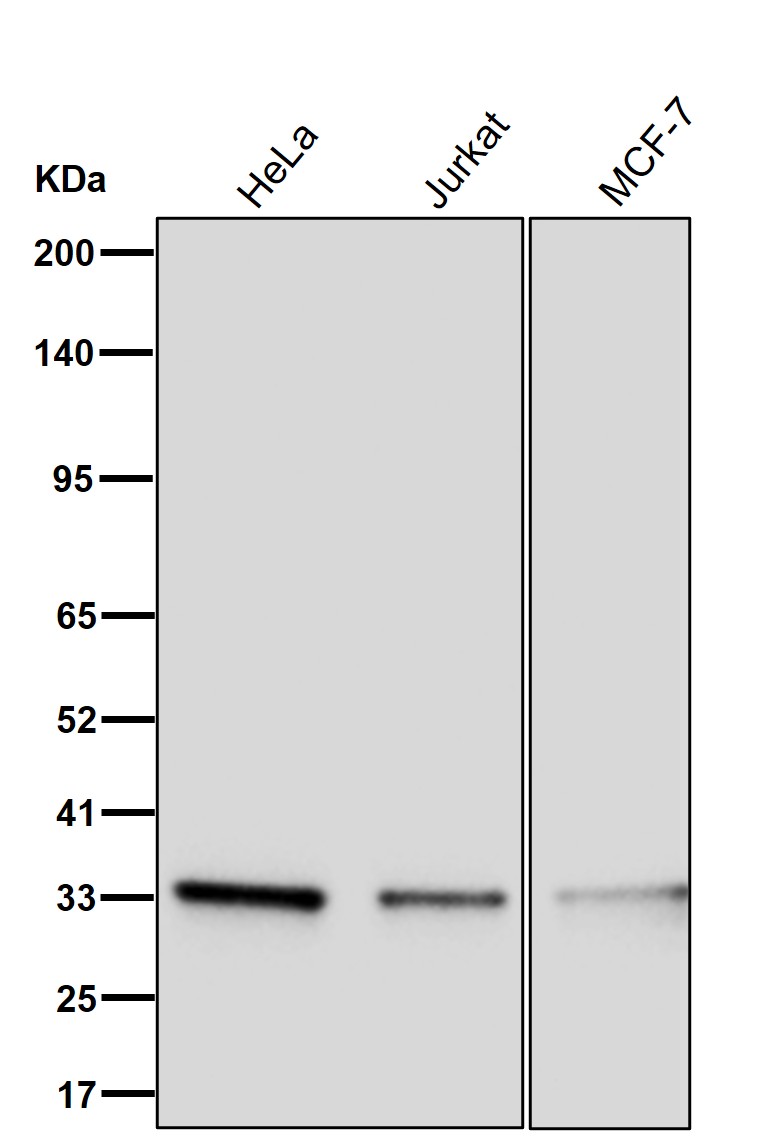 DNAJC9 Ab
