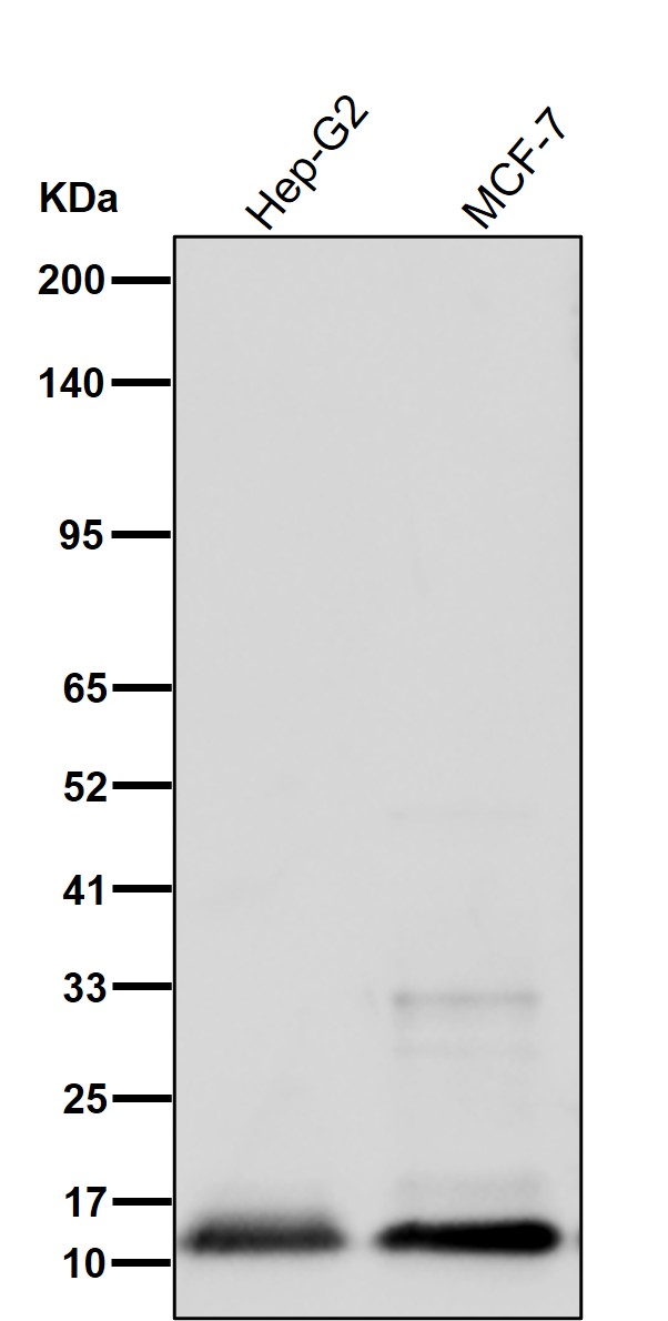 COX 6C Ab