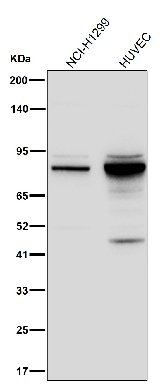 ARHGEF16 Ab