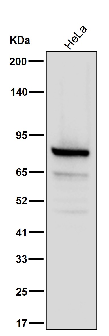 ARHGEF16 Ab