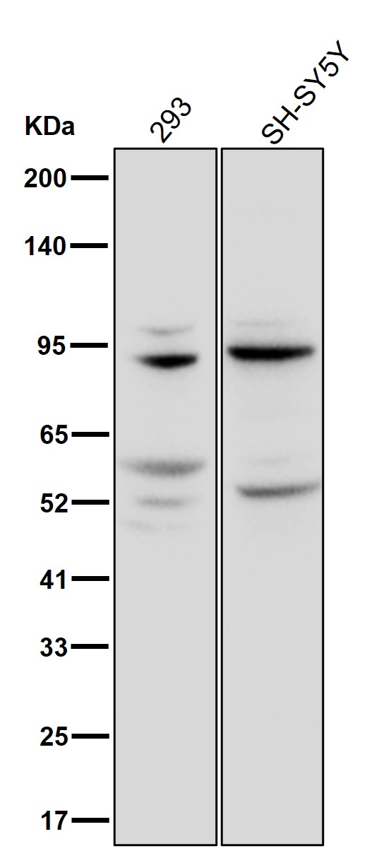 ARHGEF16 Ab