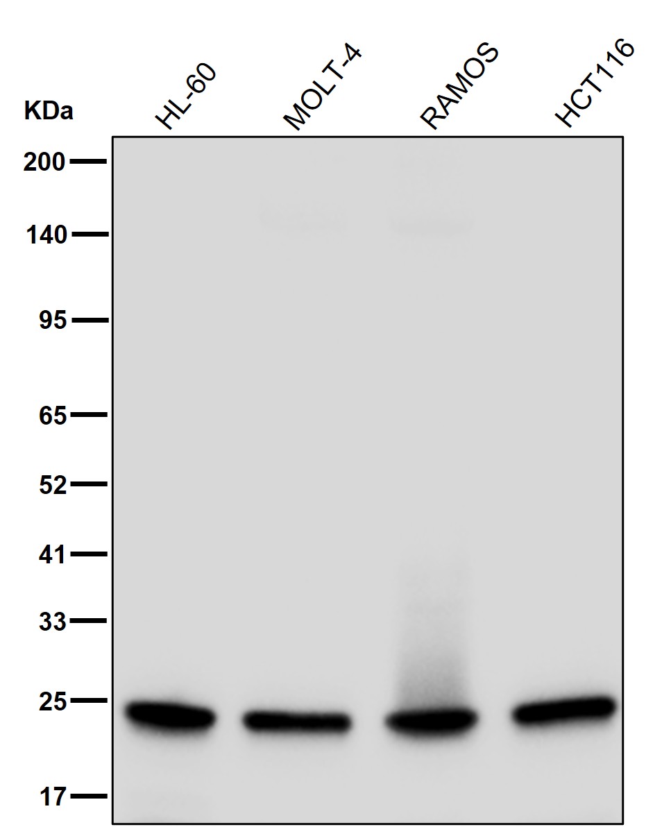 NUP62CL Ab