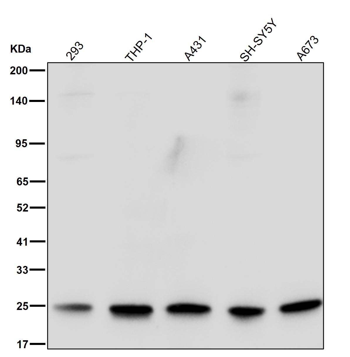 NUP62CL Ab