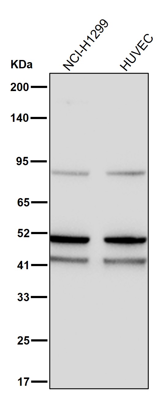 Antithrombin 3 Ab