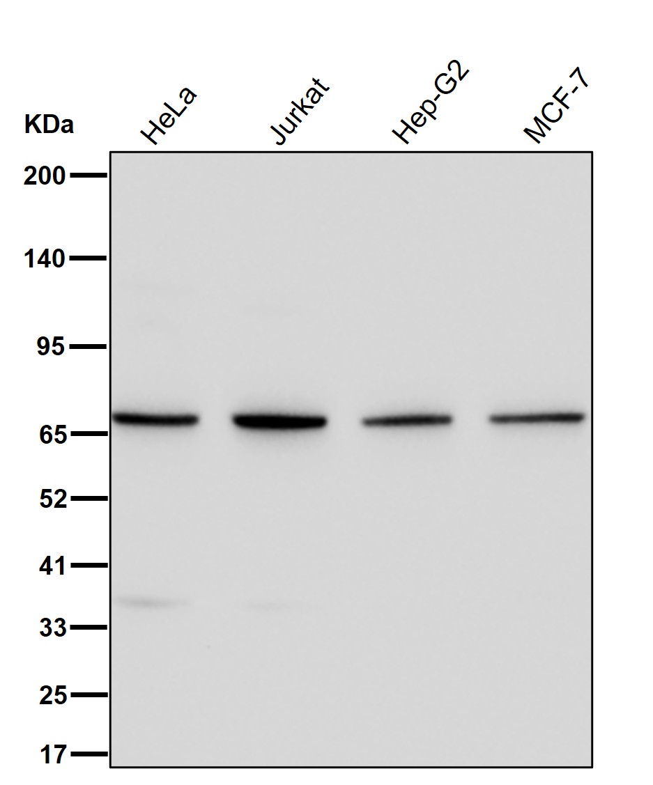 Phosphopentomutase Ab