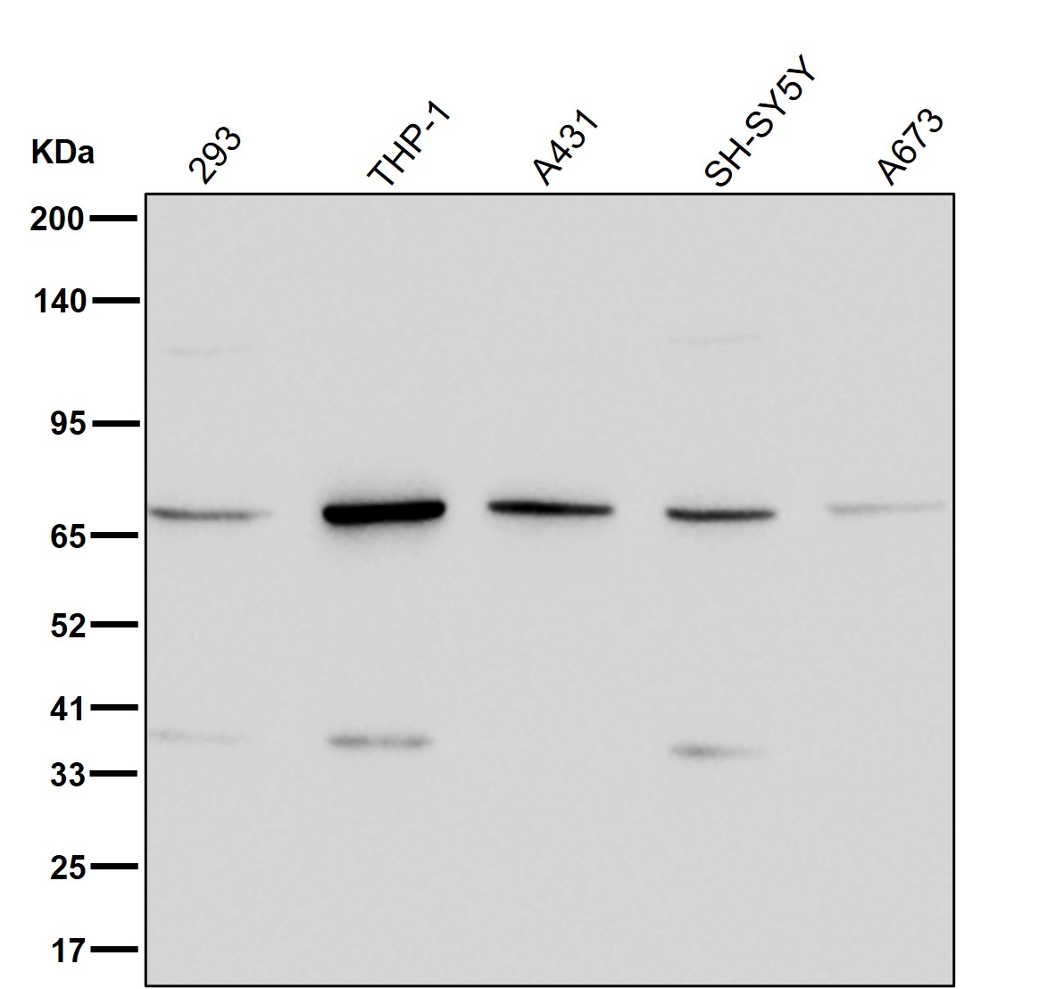 Phosphopentomutase Ab