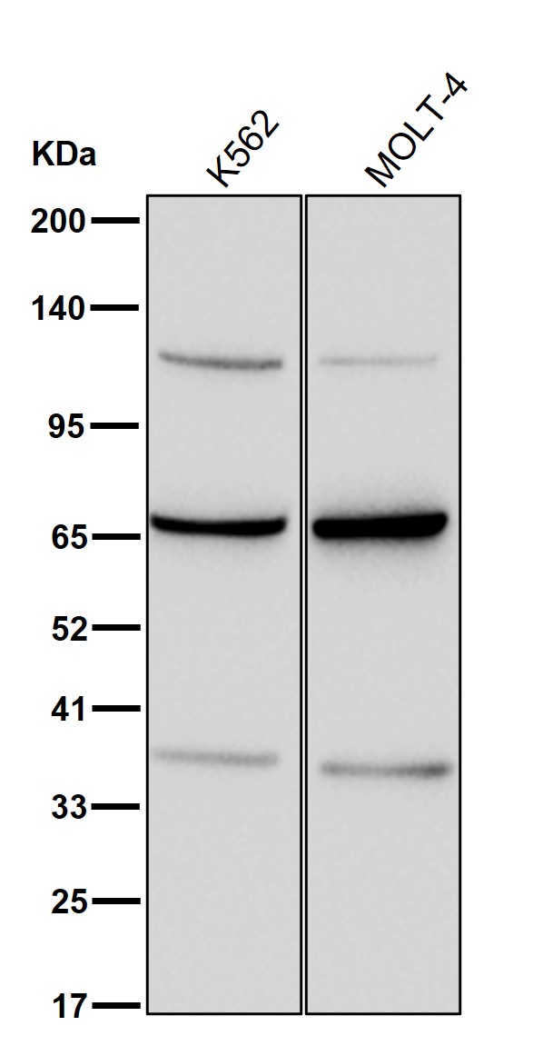 Phosphopentomutase Ab