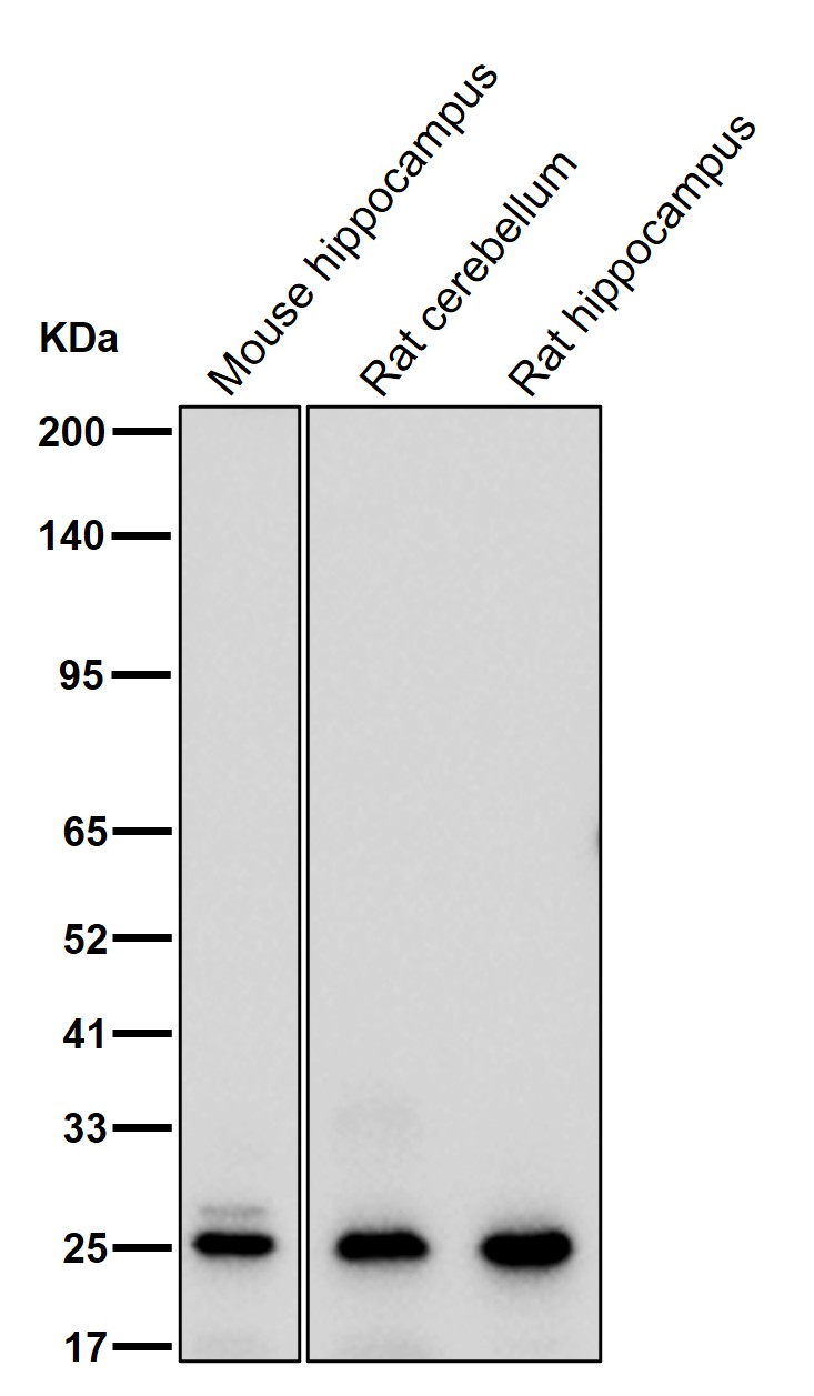 VPS28 Ab