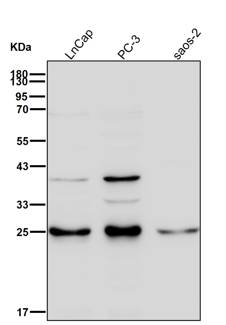 VPS28 Ab