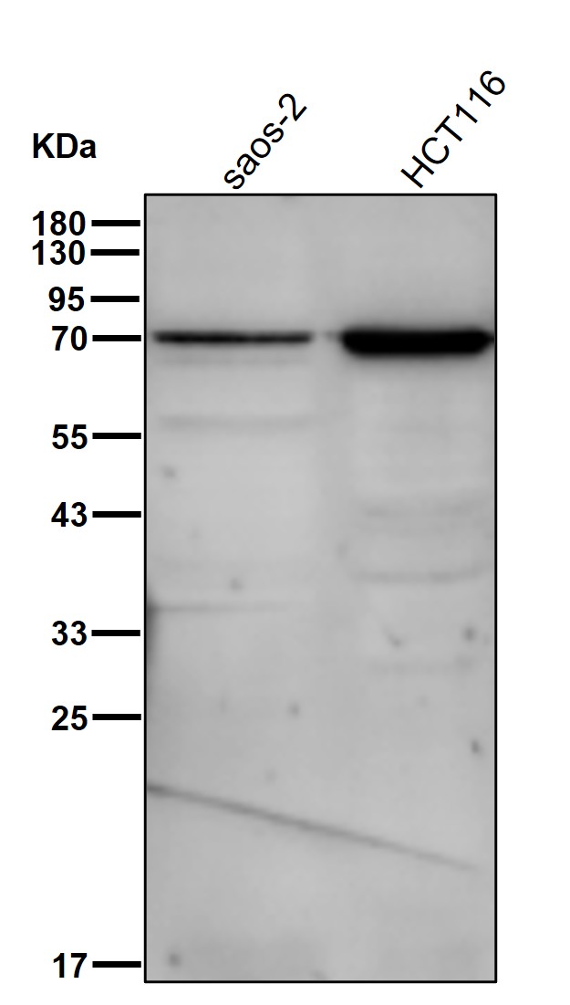 PLK2 Ab