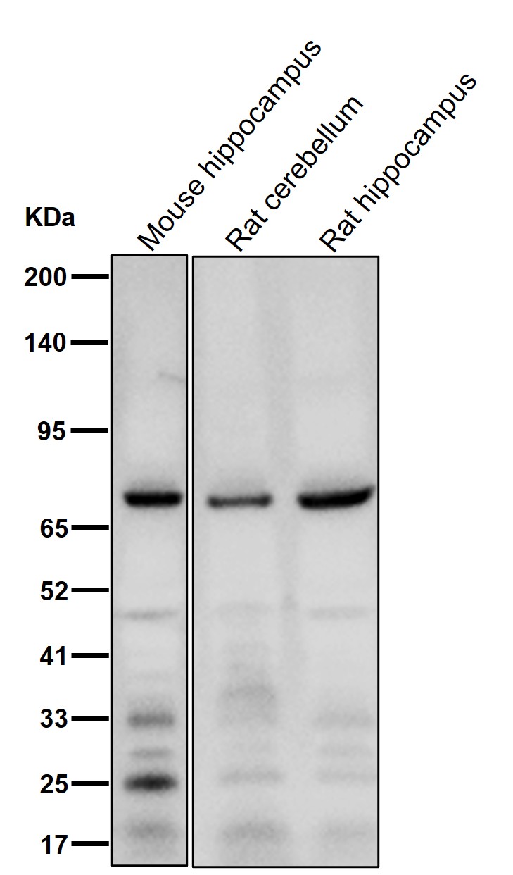 PLK2 Ab