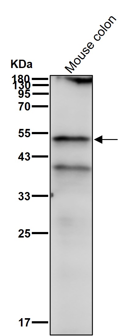 Cleaved-Caspase 1 p20 Ab