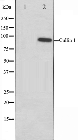 Cullin 1 Ab
