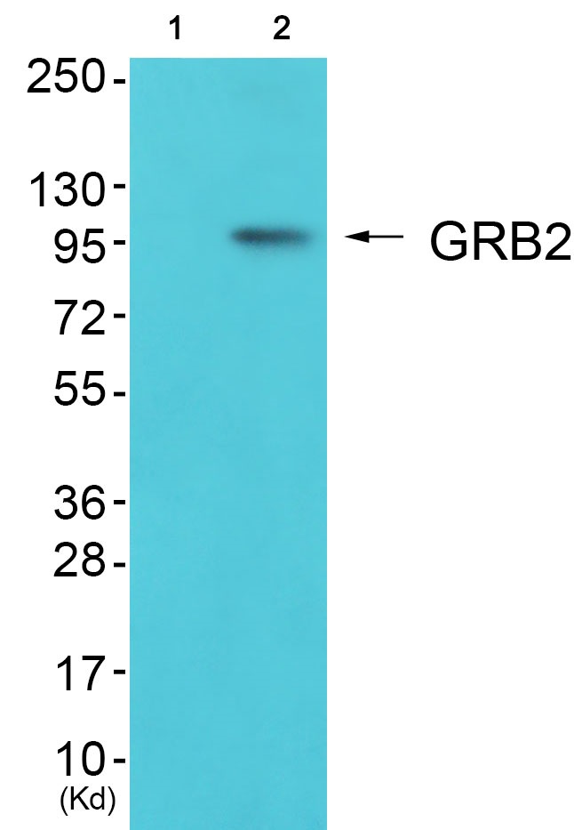 GAB2 Ab