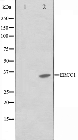 ERCC1 Ab