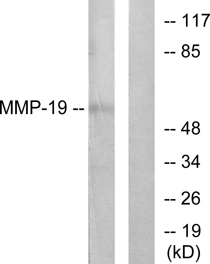 MMP19 Ab