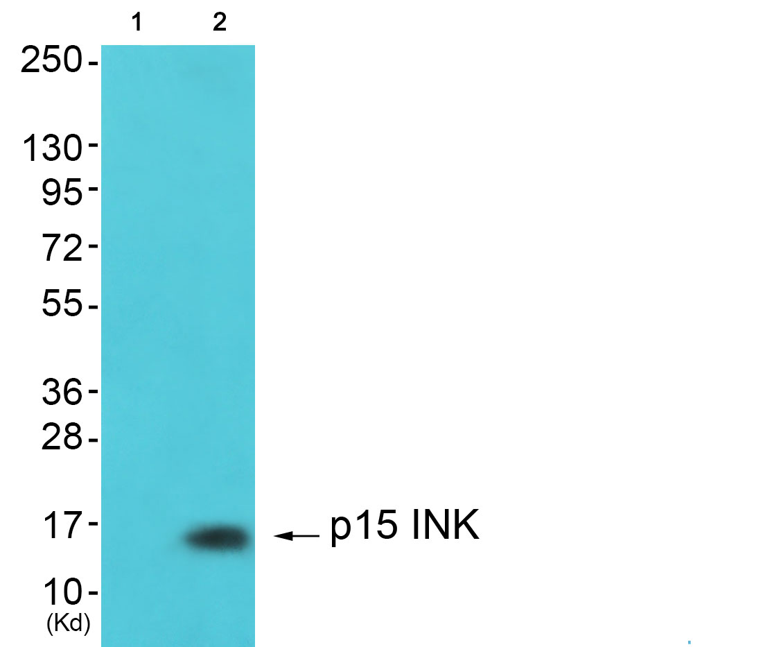 CDKN2B Ab