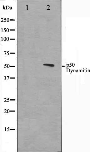 Dynactin 2 Ab
