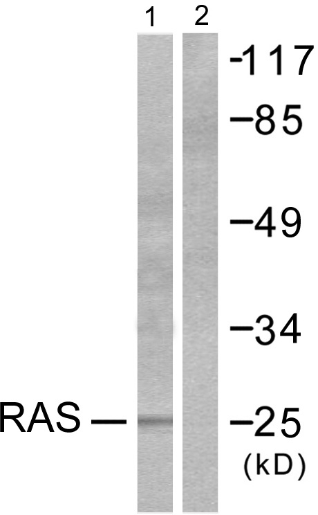 Ras Ab