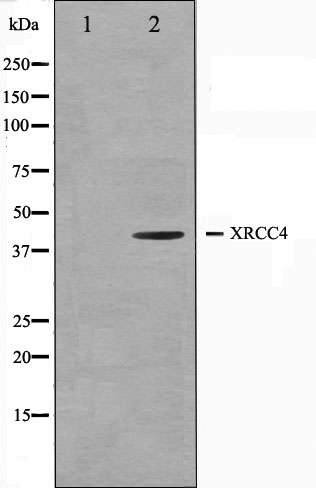 XRCC4 Ab