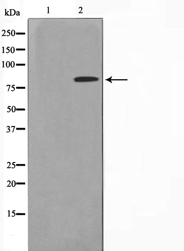 ZNF225 Ab