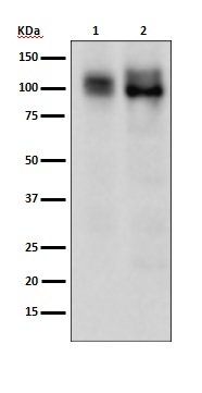 Nrf 2 Ab