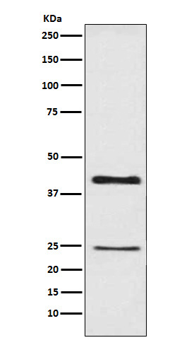 Cleaved-Caspase 4 p20 Ab