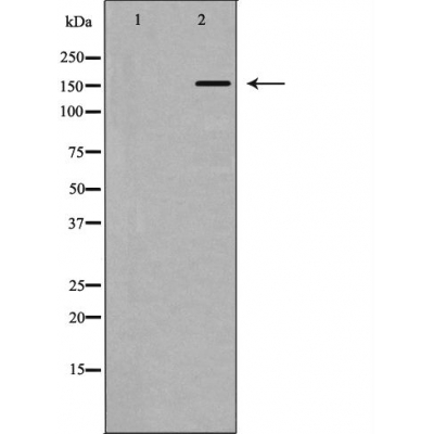 Integrin beta 1 Ab