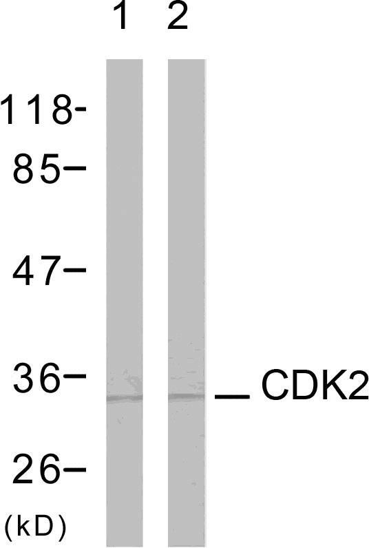CDK1 Ab