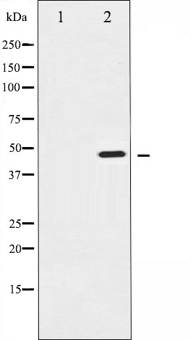 IKK gamma Ab