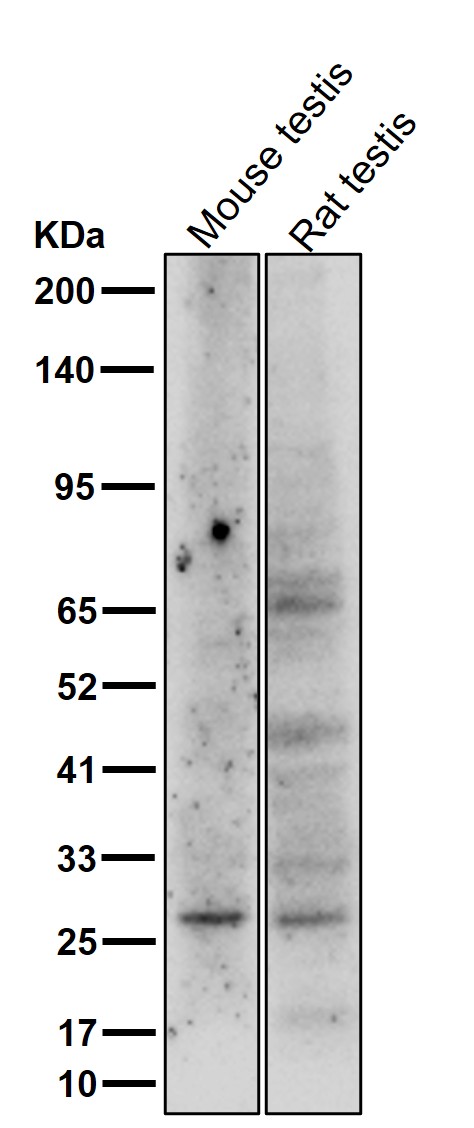 Bcl 2 Ab