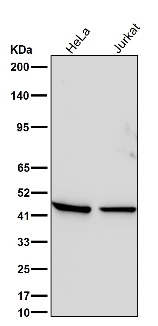 CCR9 Ab
