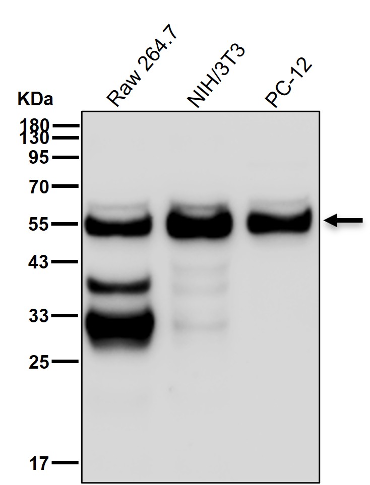 Chk1 Ab